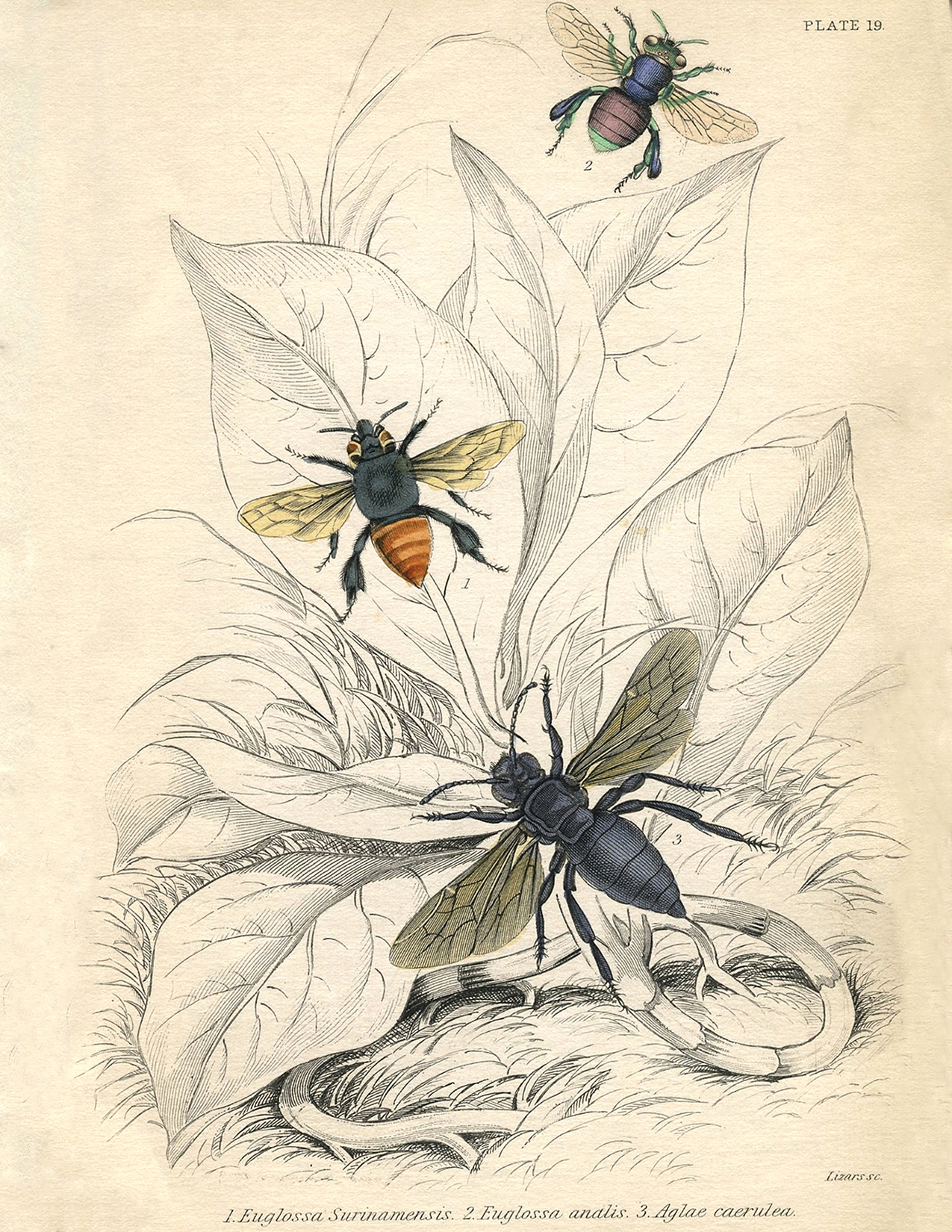 11 Natural History Bee Prints The Graphics Fairy