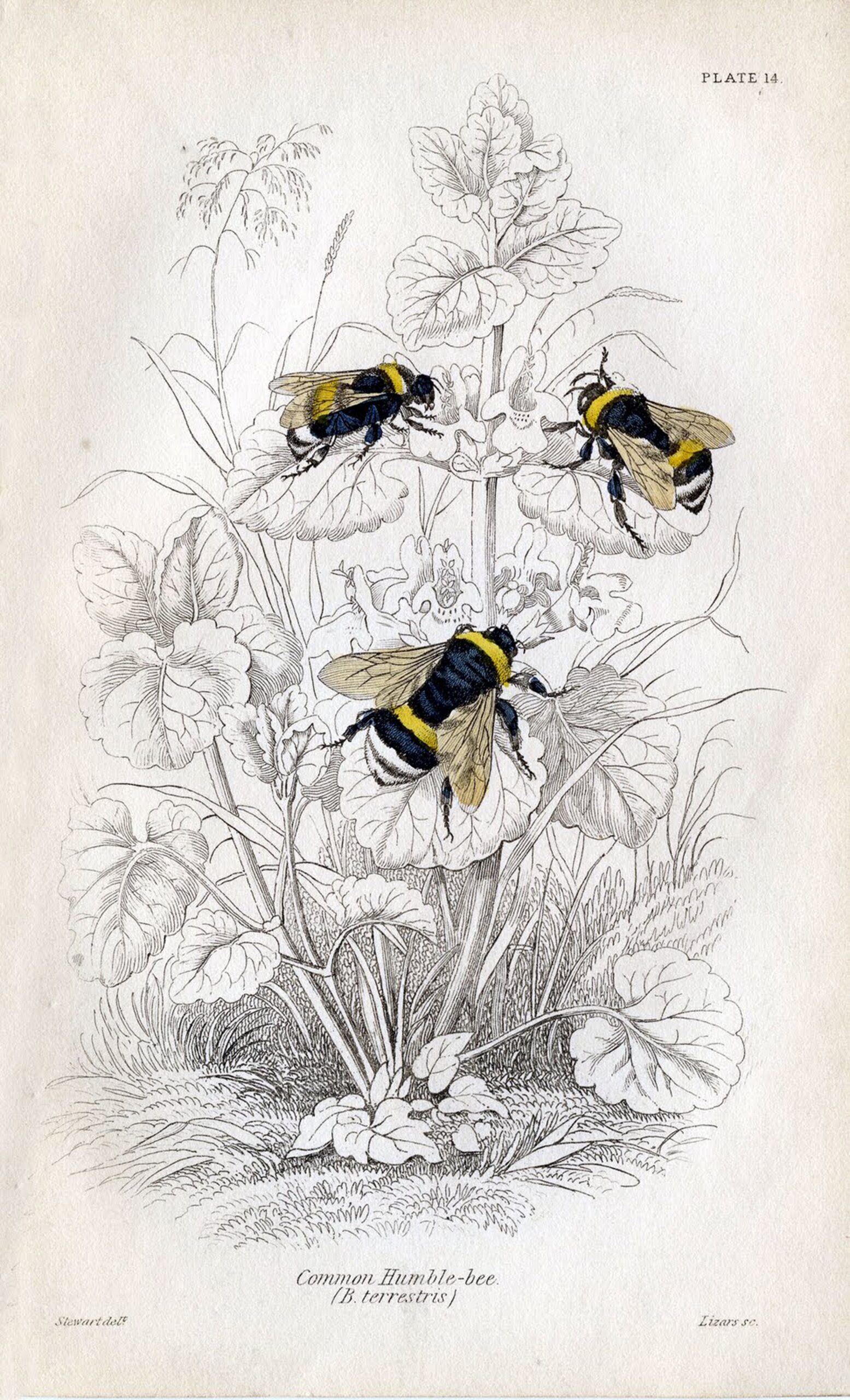11 Natural History Bee Prints The Graphics Fairy