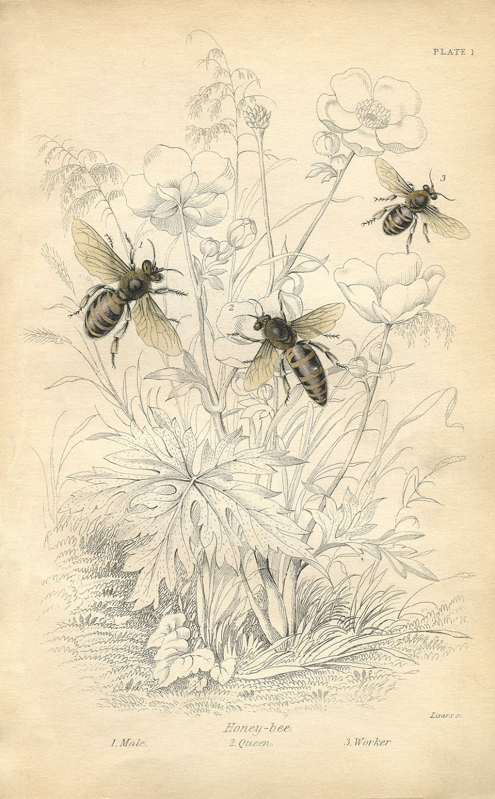 11 Natural History Bee Prints The Graphics Fairy