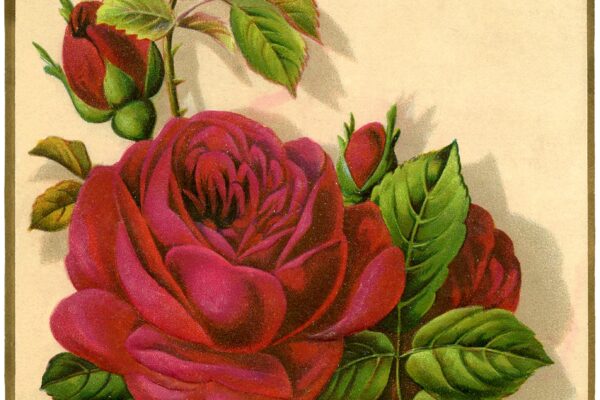12 Red Rose Images Pictures And Printables The Graphics Fairy