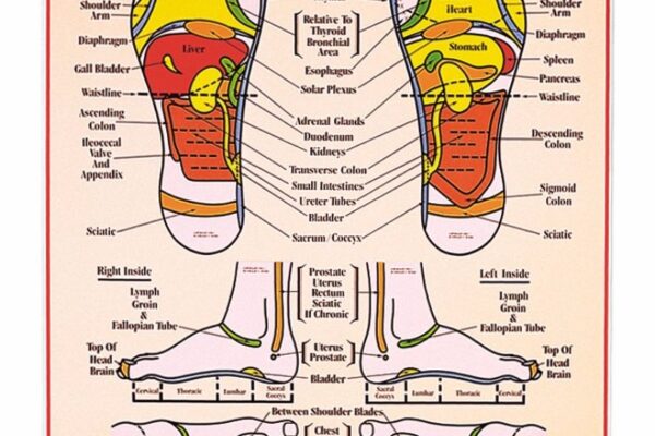 31 Printable Foot Reflexology Charts U0026 Maps TemplateLab