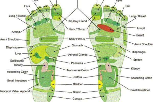 31 Printable Foot Reflexology Charts U0026 Maps TemplateLab