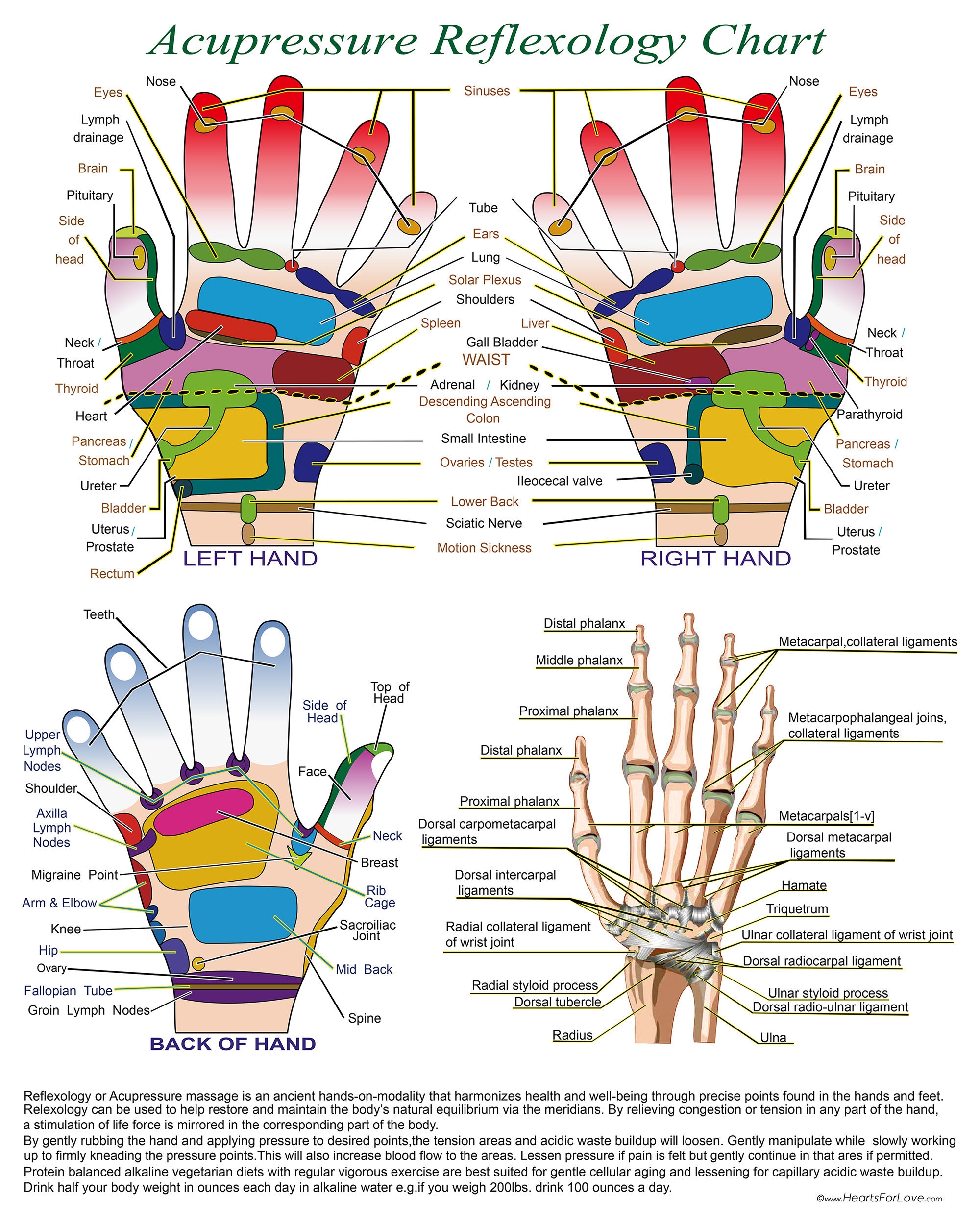Acupressure Reflexology Chart With Precise Hand Diagrams Professional Print 