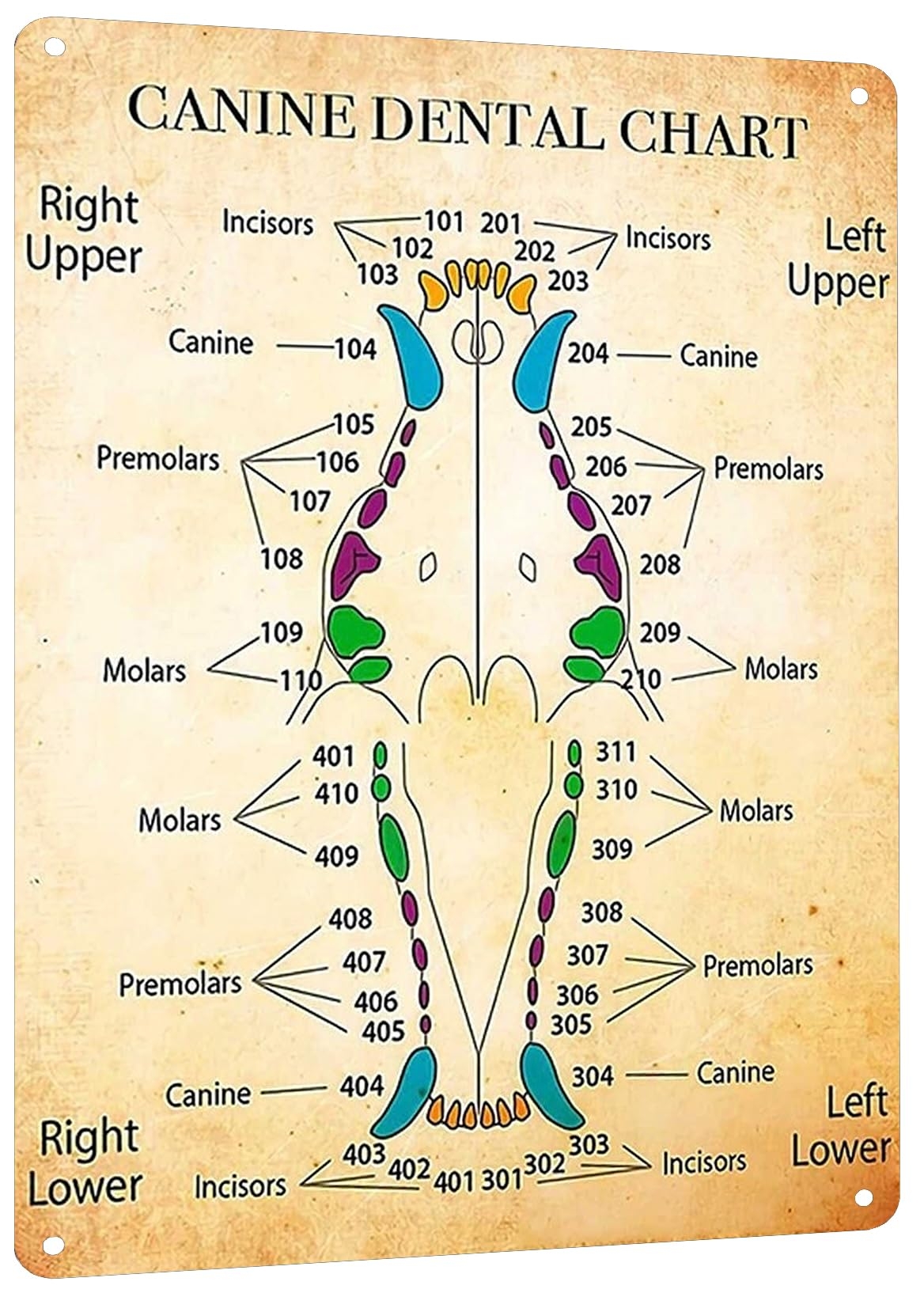 Canine Dental Chart Printable