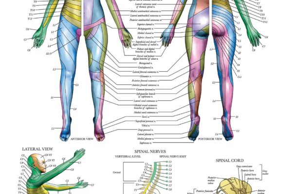 Amazon Palace Learning Dermatomes U0026 Nervous System Anatomical Chart Dermatomes Anatomy Poster Industrial U0026 Scientific