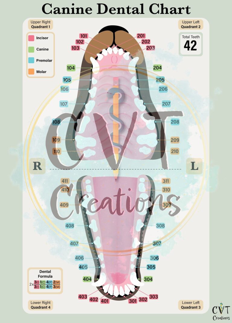 Canine Dental Chart digital Download Etsy Singapore