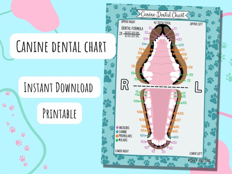 Canine Dental Chart DIGITAL DOWNLOAD Printable Poster Reference Card Study Vet Veterinary Etsy Hong Kong