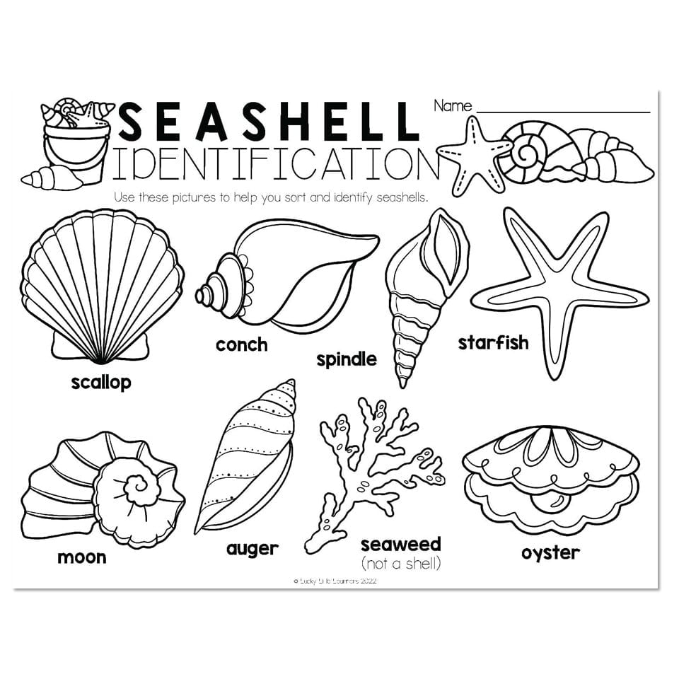 Printable Seashell Identification Chart