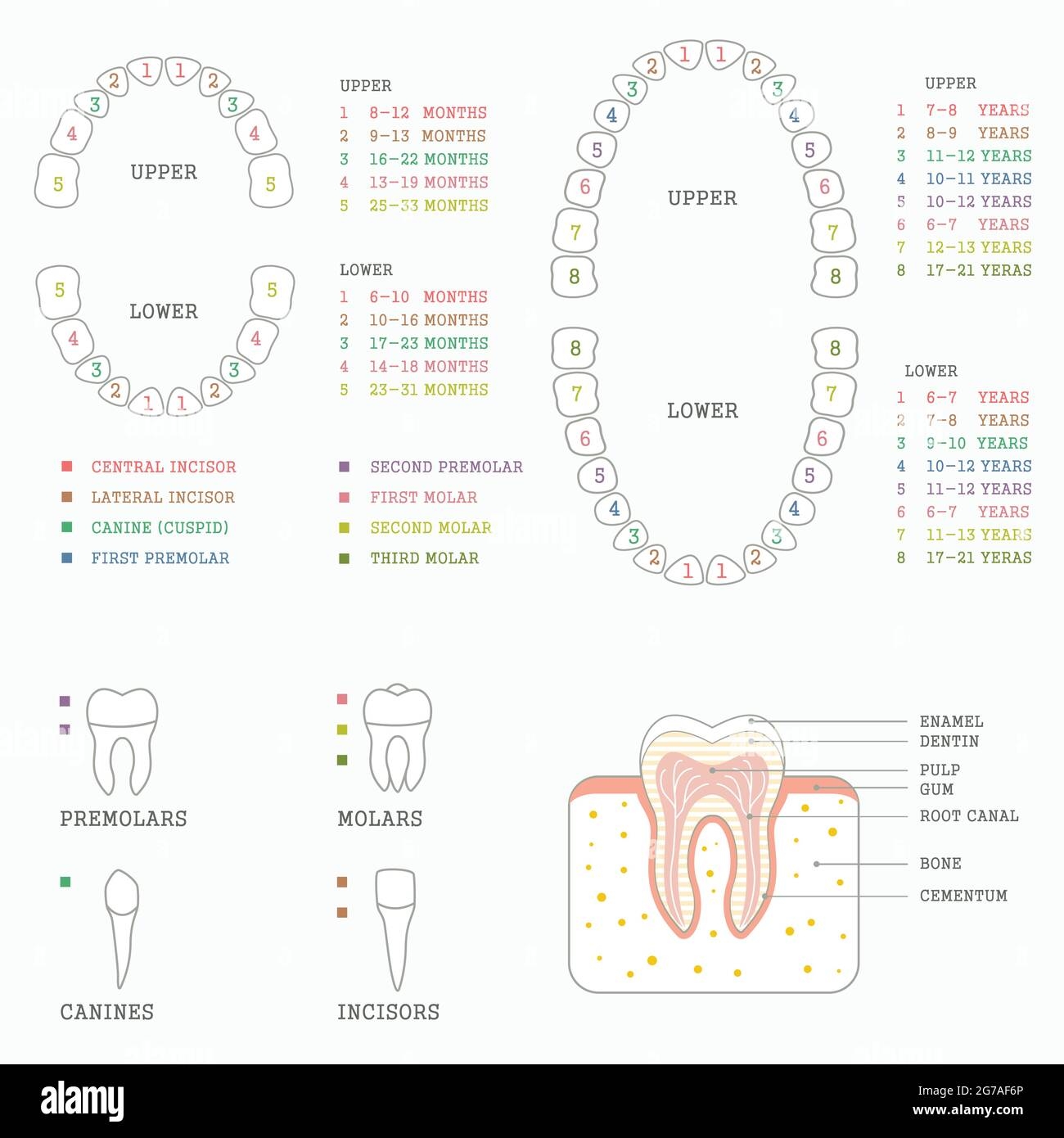 Dental Assistant Tooth Chart Printable