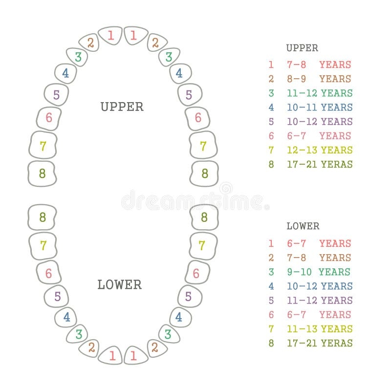 Dental Teeth Chart Stock Illustrations 1 101 Dental Teeth Chart 