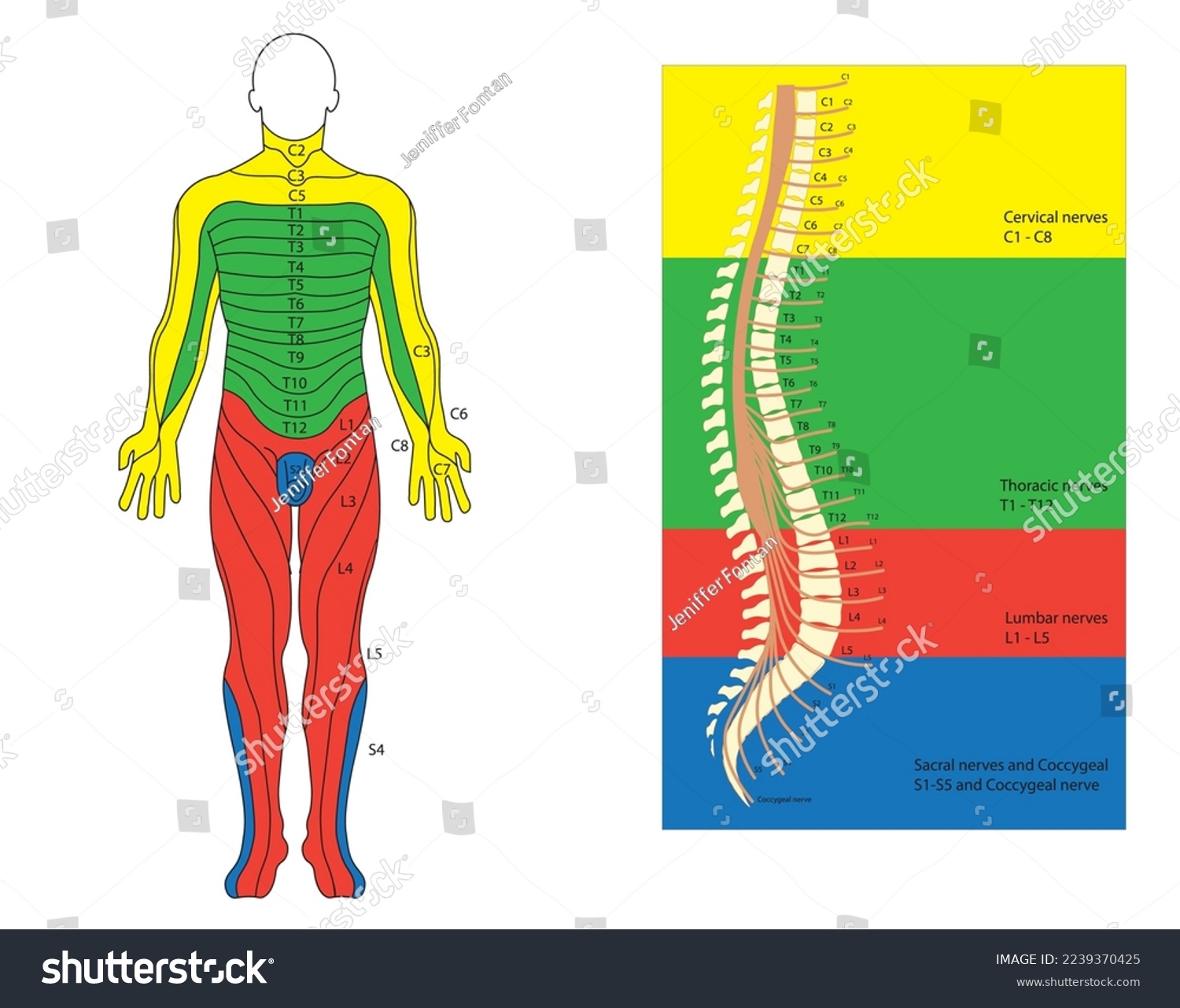 Dermatomo Over 73 Royalty Free Licensable Stock Illustrations U0026 Drawings Shutterstock