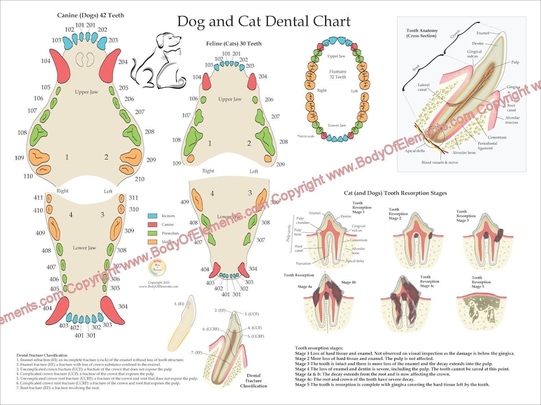 Dog And Cat Veterinary Dental Tooth Numbering System Poster Wall Chart Fractures 18
