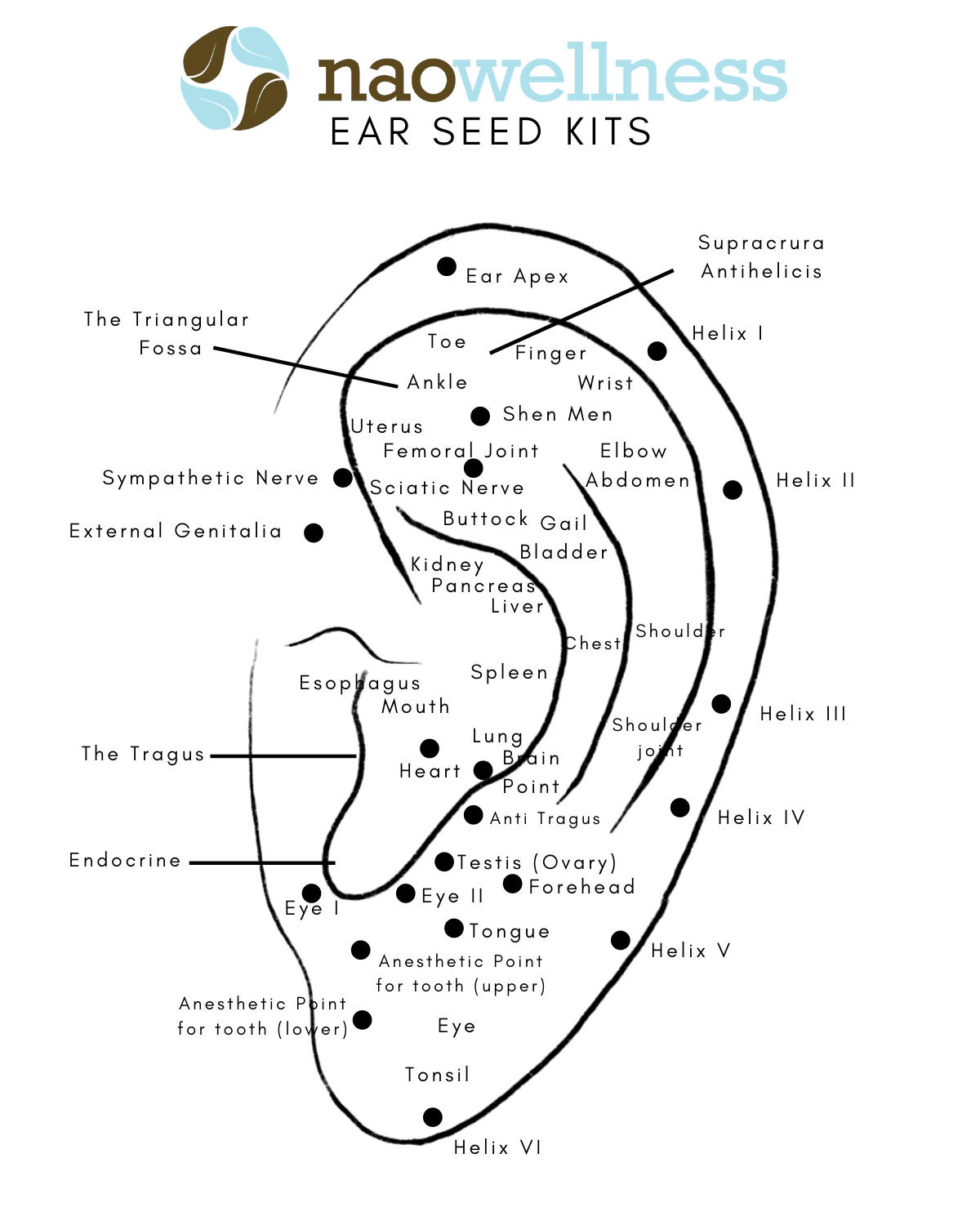 Printable Ear Seed Placement Chart
