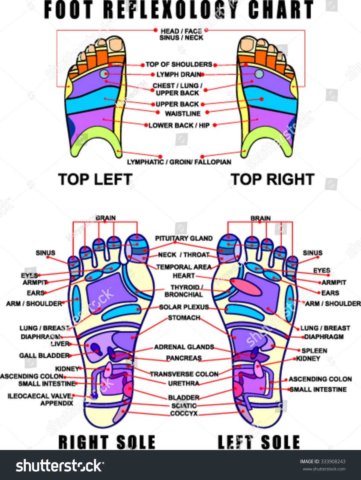 Reflexology Foot Chart Printable