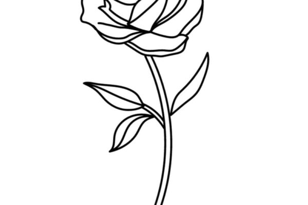 Free Flower Rose Coloring Pages Stevie Doodles