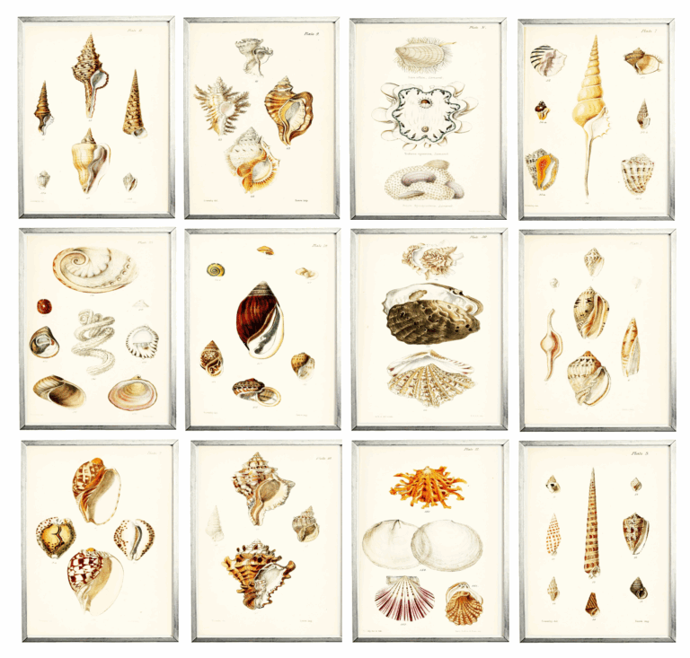 Free Printable Seashell Art Simply Made By Rebecca