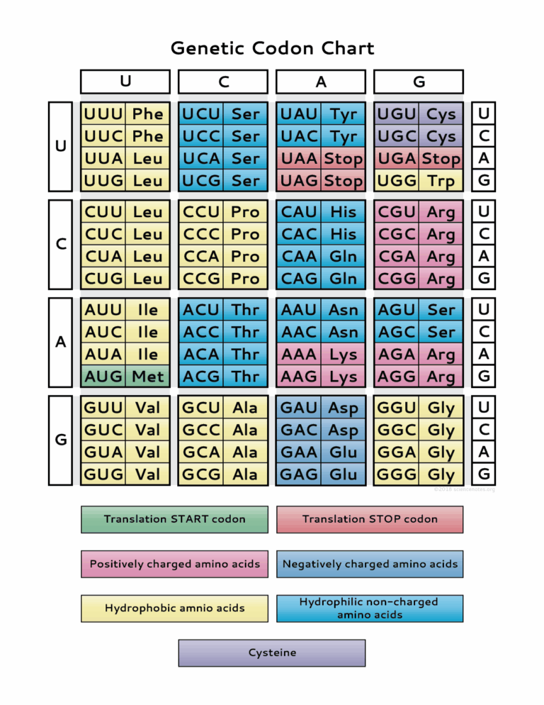 Genetic Code Chart PDF 
