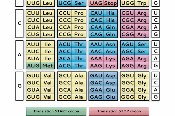 Genetic Code Chart PDF