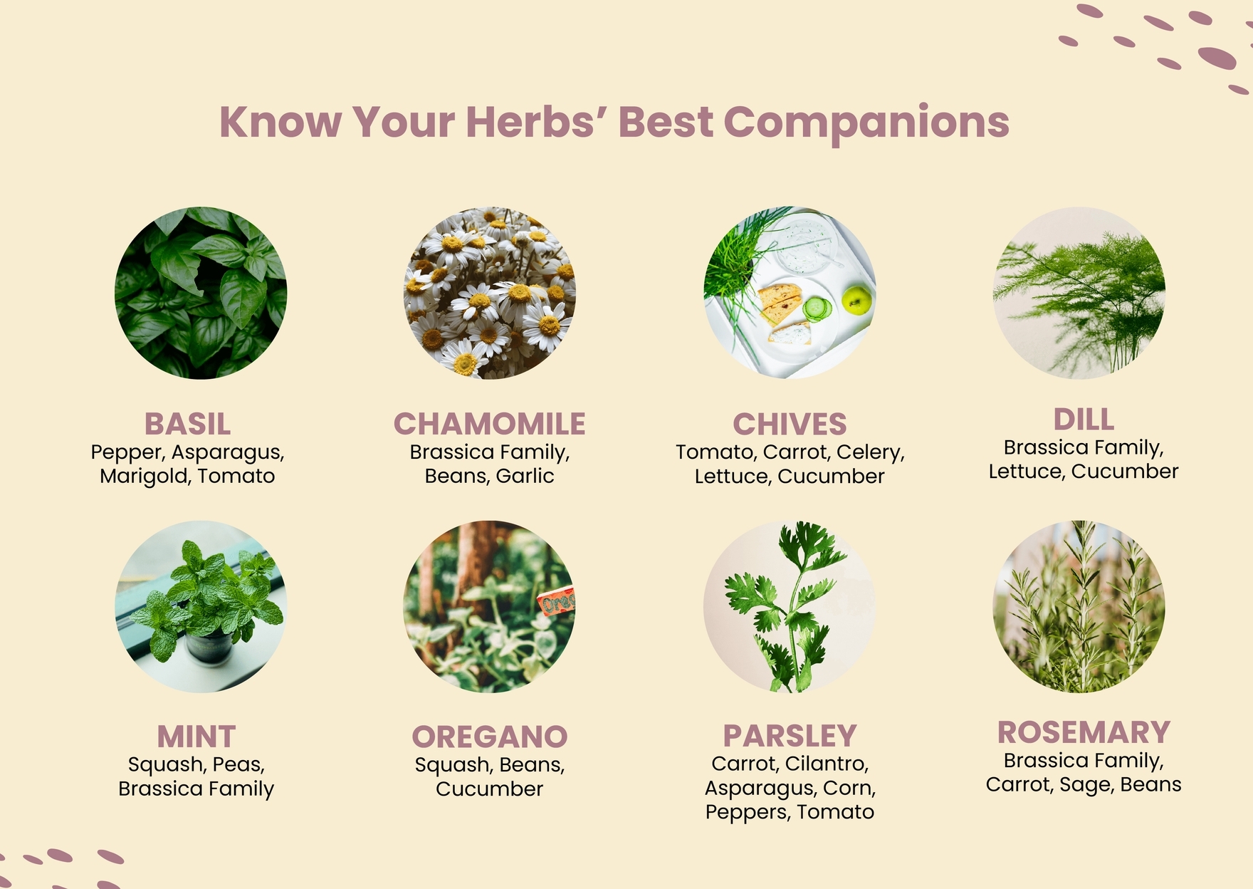 Herb Companion Planting Chart In Illustrator PDF Download 