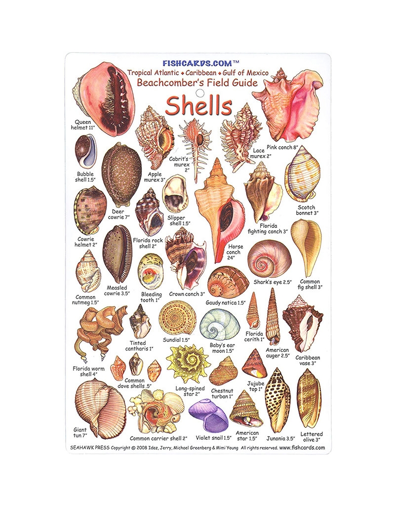 ID Shell Card