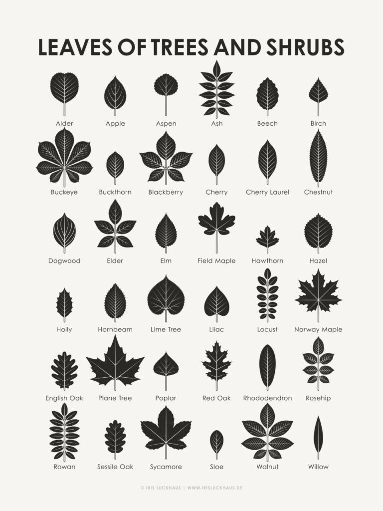 Identification Chart Leaves Of Trees And Shrubs Iris Luckhaus Illustration U0026 Design