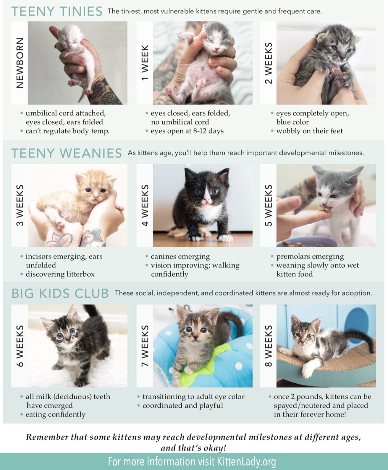 Kitten Lady Feeding Chart 2025