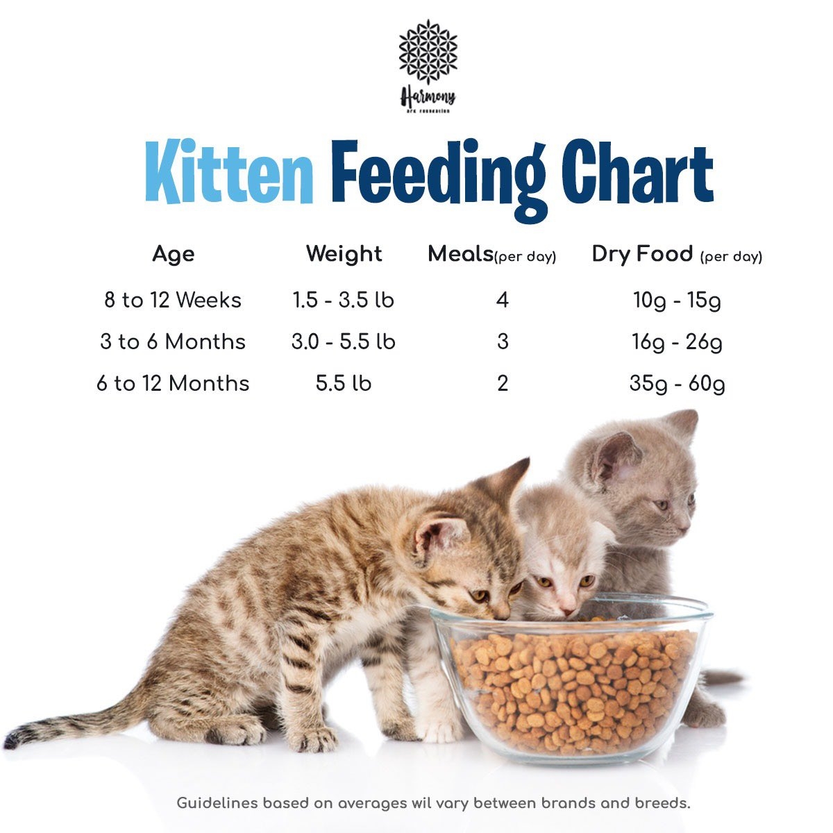 Kitten Sale Feeding Chart