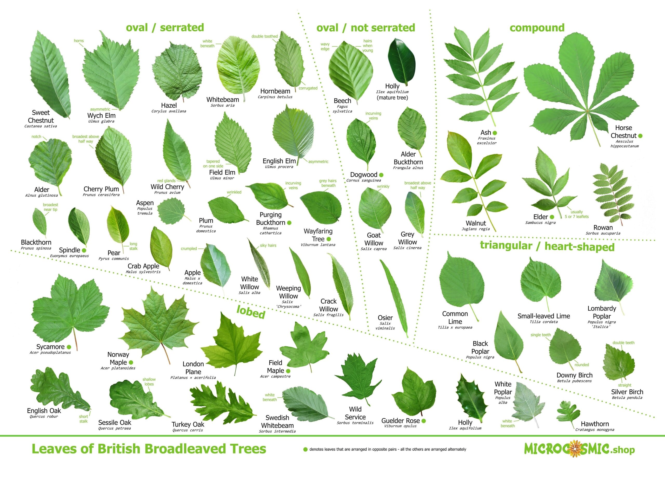 Leaves Of British Trees Identification Poster Download Etsy