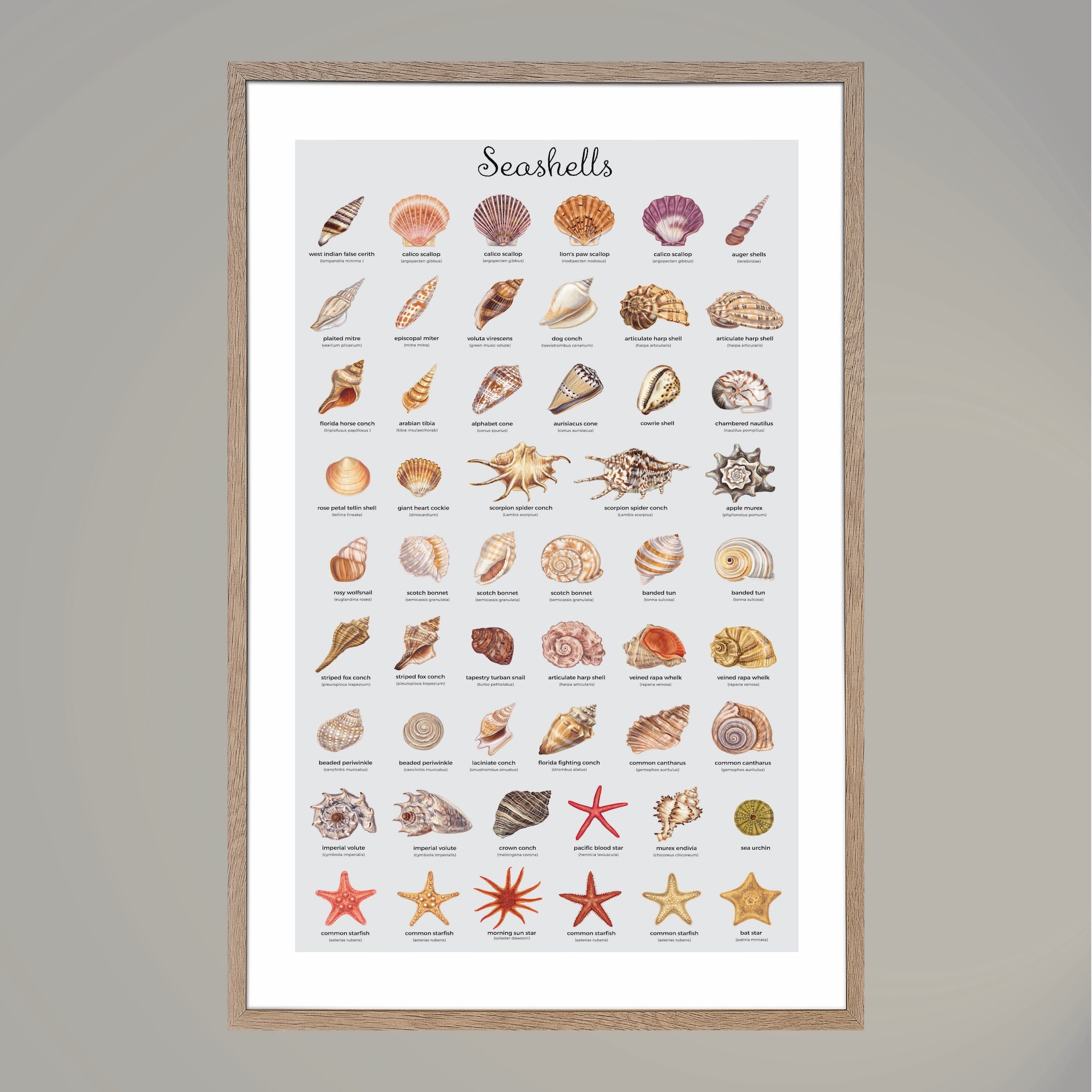 Name That Seashell Print Seashell Poster Seashell Art Shell Wall Decor Seashell Print Poster Seashell Chart Seashell Art Decor Etsy