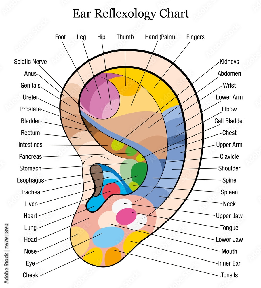 Poster Ear Reflexology Chart Description White Wall Art UkPosters
