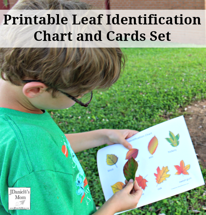 Printable Tree Leaf Identification Chart