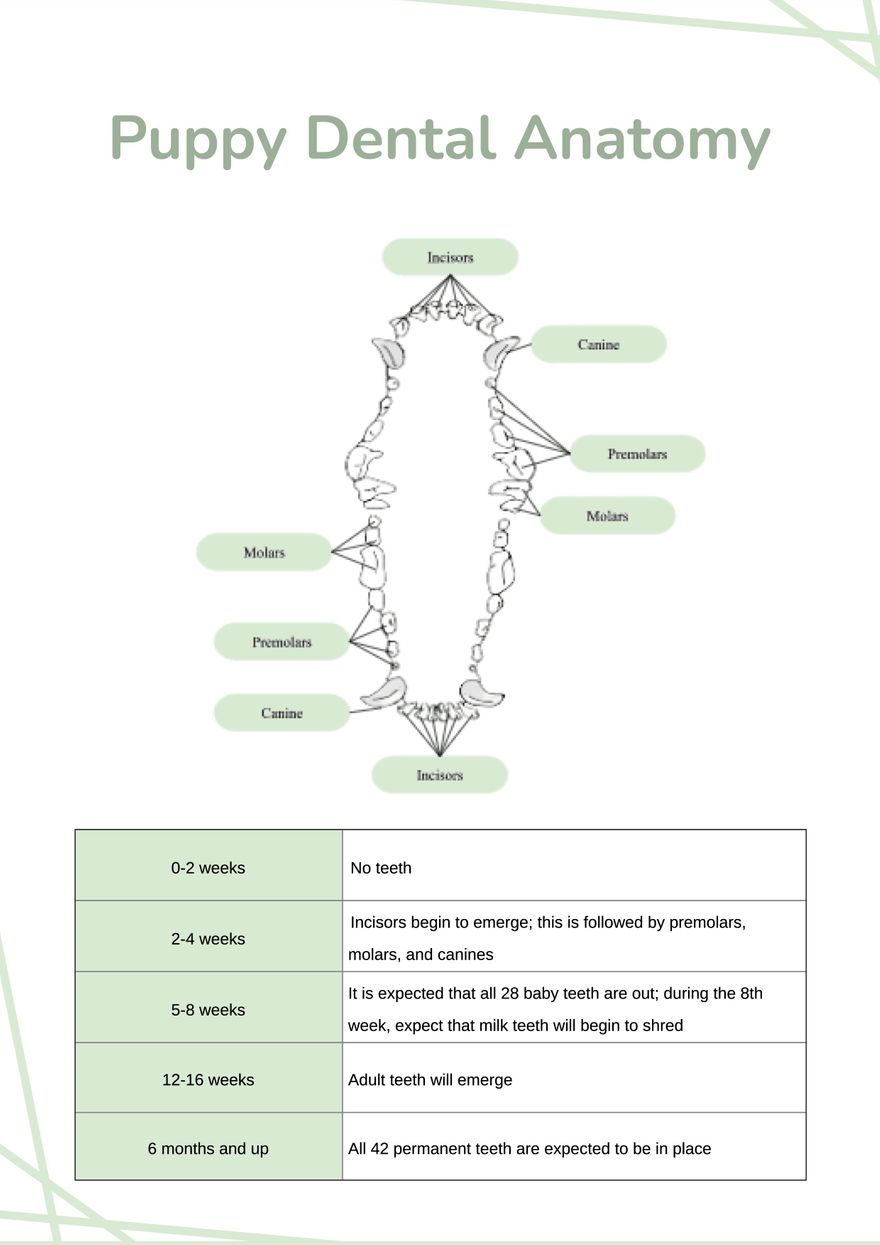 Puppy Dental Chart In Illustrator PDF Download Template
