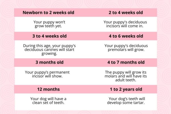 Puppy Teeth Chart Aging In PDF Download Template