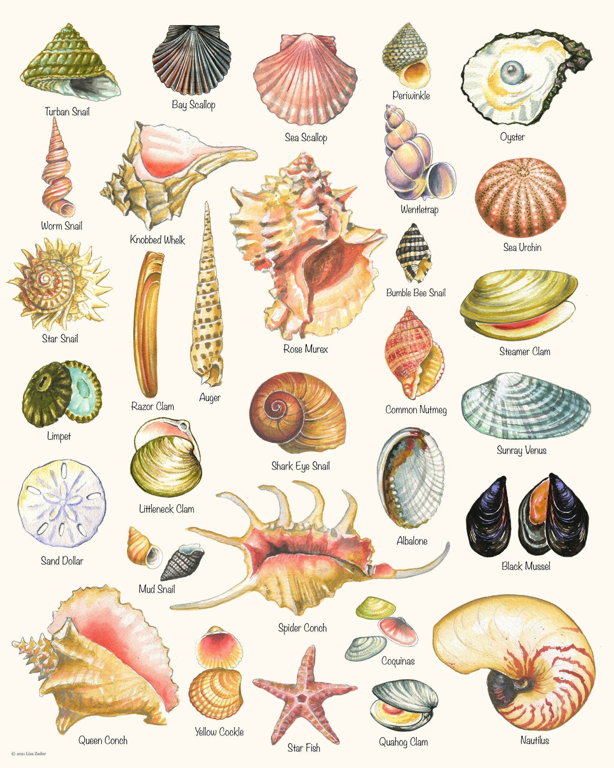 Seashell Beach House Print From Original Hand Painted Artwork With Varieties Of Shells In Watercolor Style Summer Vacation Hostess Gift Etsy