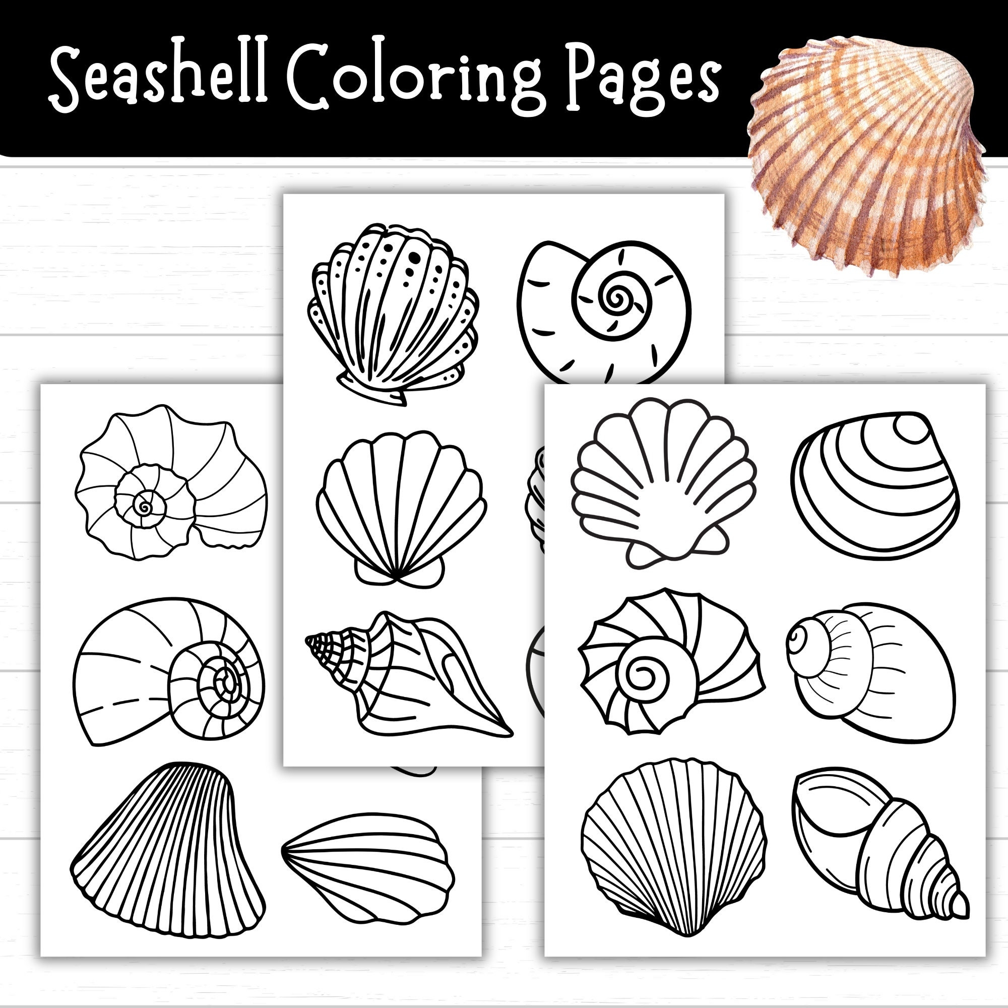Free Printable Sea Shells