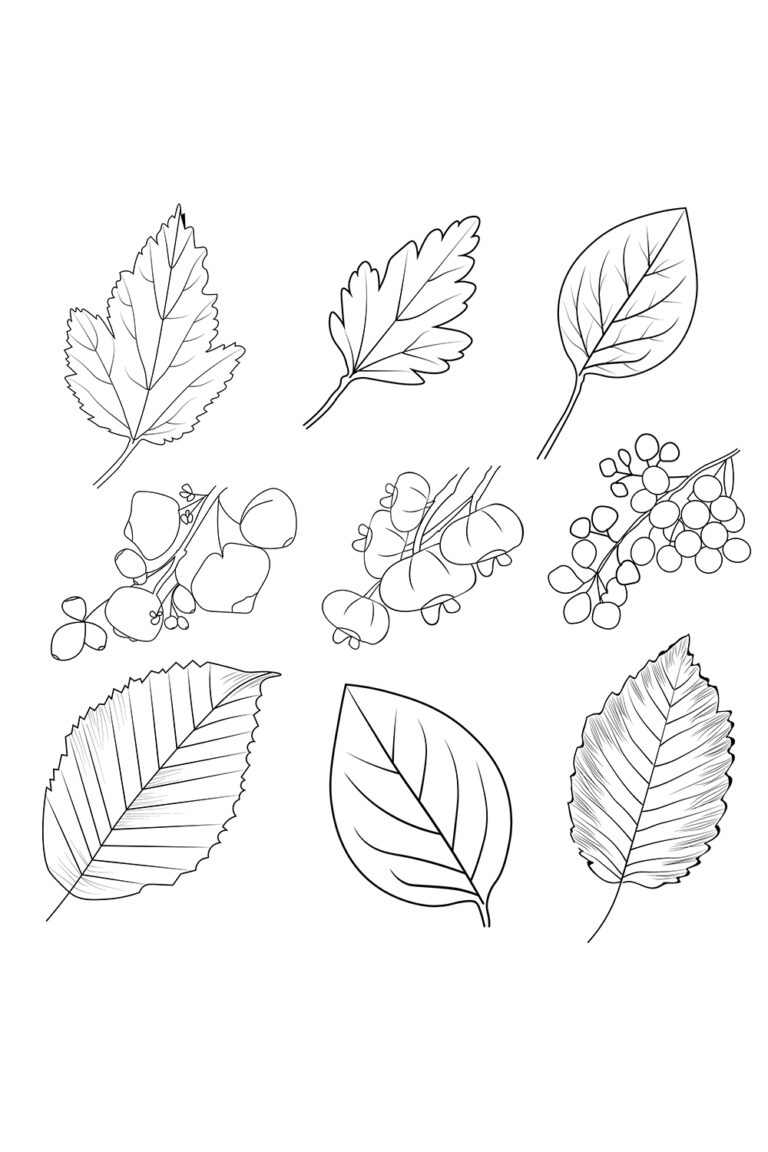 Set Of Autumn Falling Leaves Vegetables Pumpkin Wheat Grains Leaf Bell Paper Food Nature Thanksgiving Coloring Sheet Free Printable Coloring Pages MasterBundles
