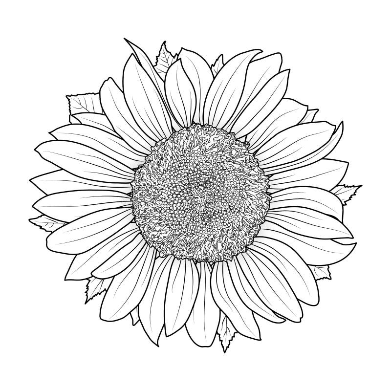 Sunflower Coloring Stock Illustrations 2 731 Sunflower Coloring Stock Illustrations Vectors U0026 Clipart Dreamstime