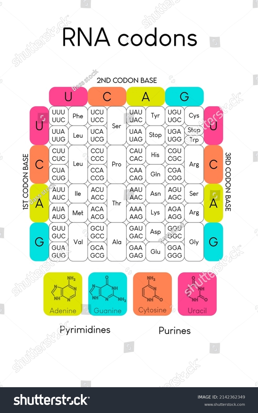 Printable Codon Chart