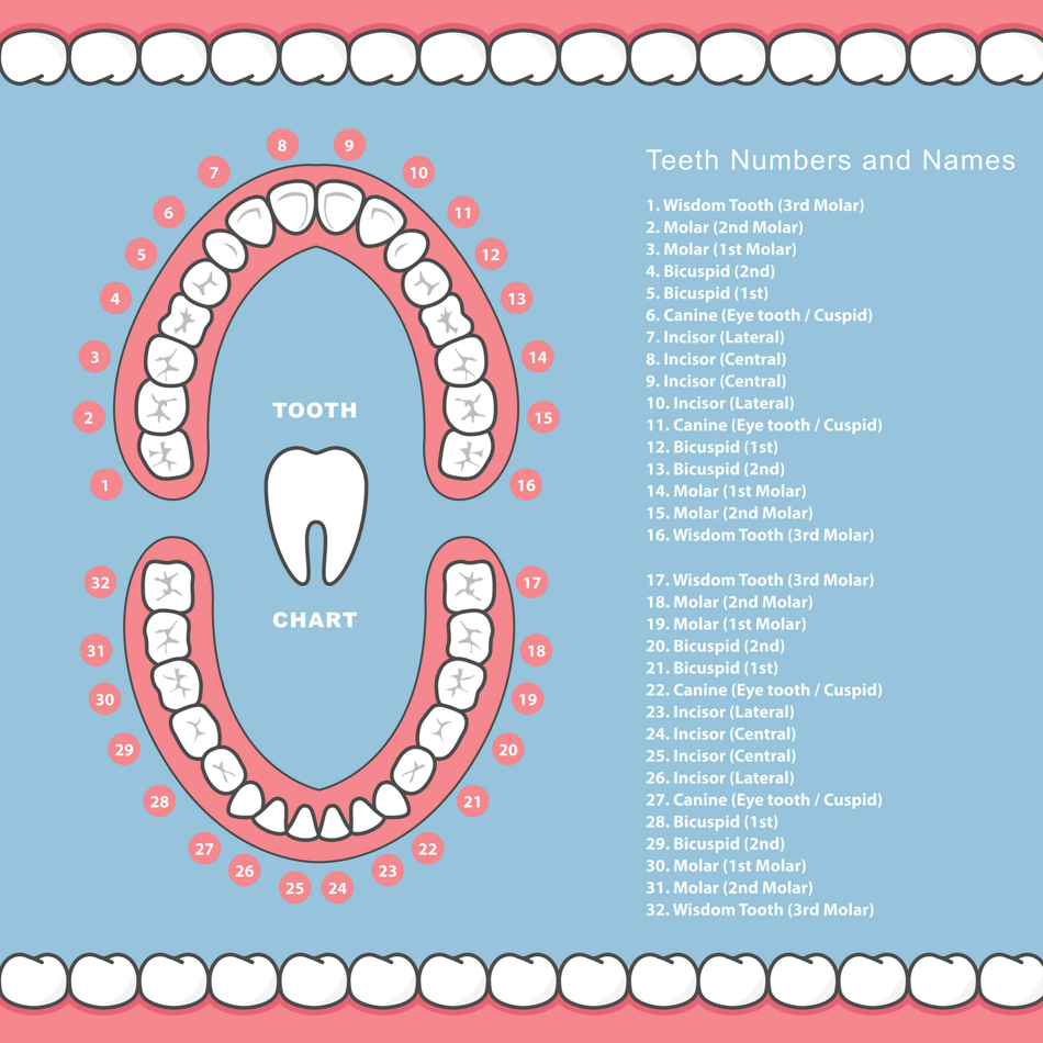 Teeth Numbers And Names Chart Download Printable PDF Templateroller