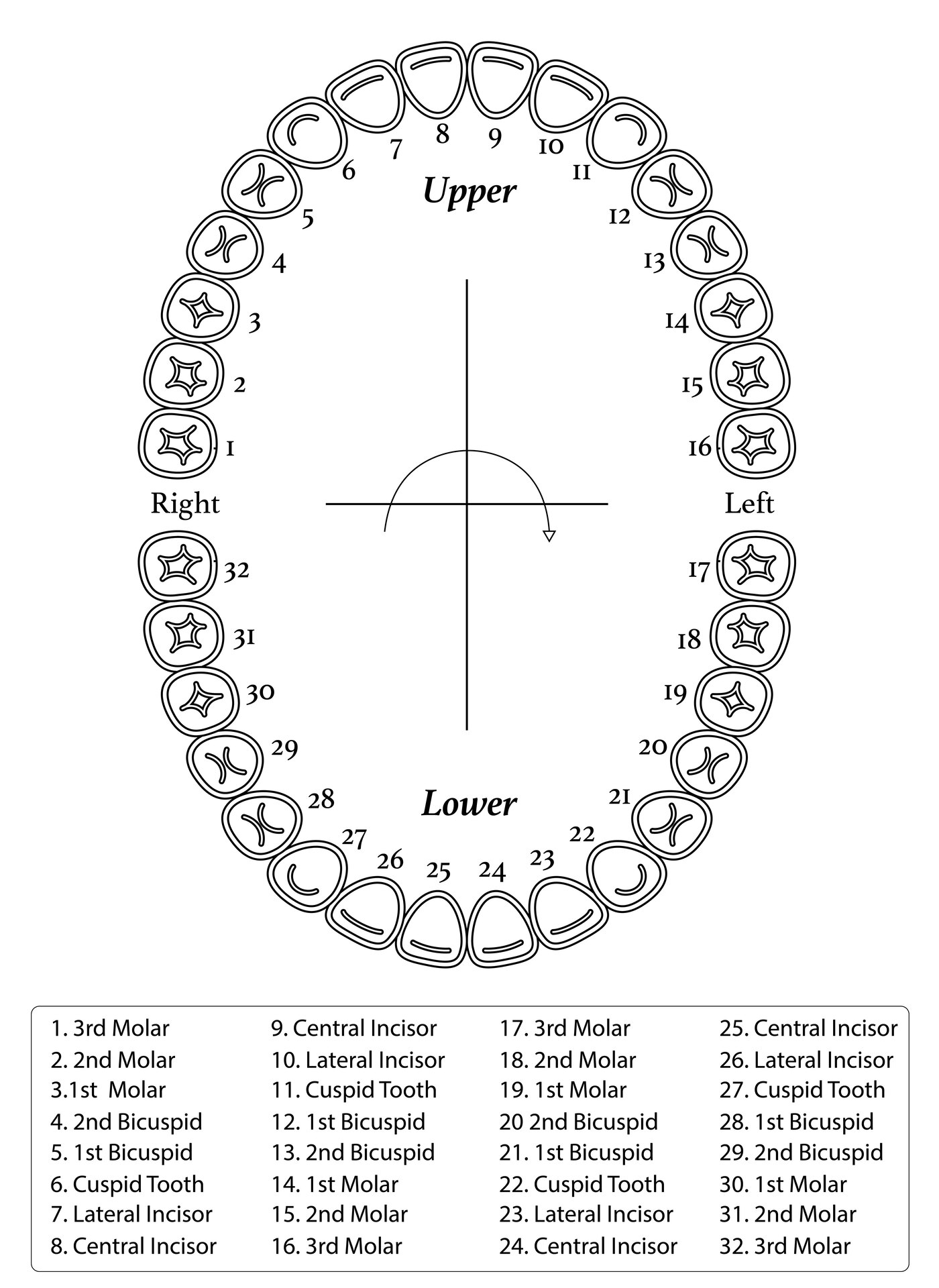 Printable Dental Charting