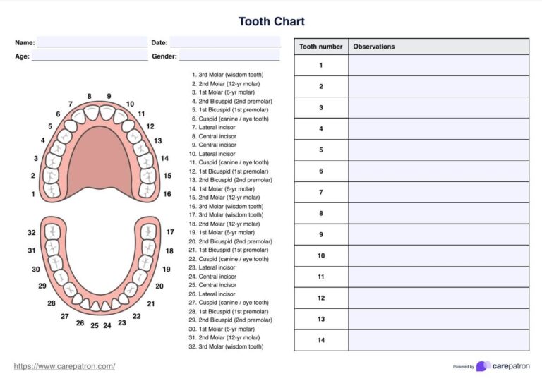 Tooth Chart U0026 Example Free PDF Download
