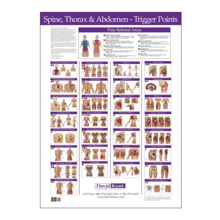 Trigger Point Chart Spine Thorax And Abdomen Therapy Charts