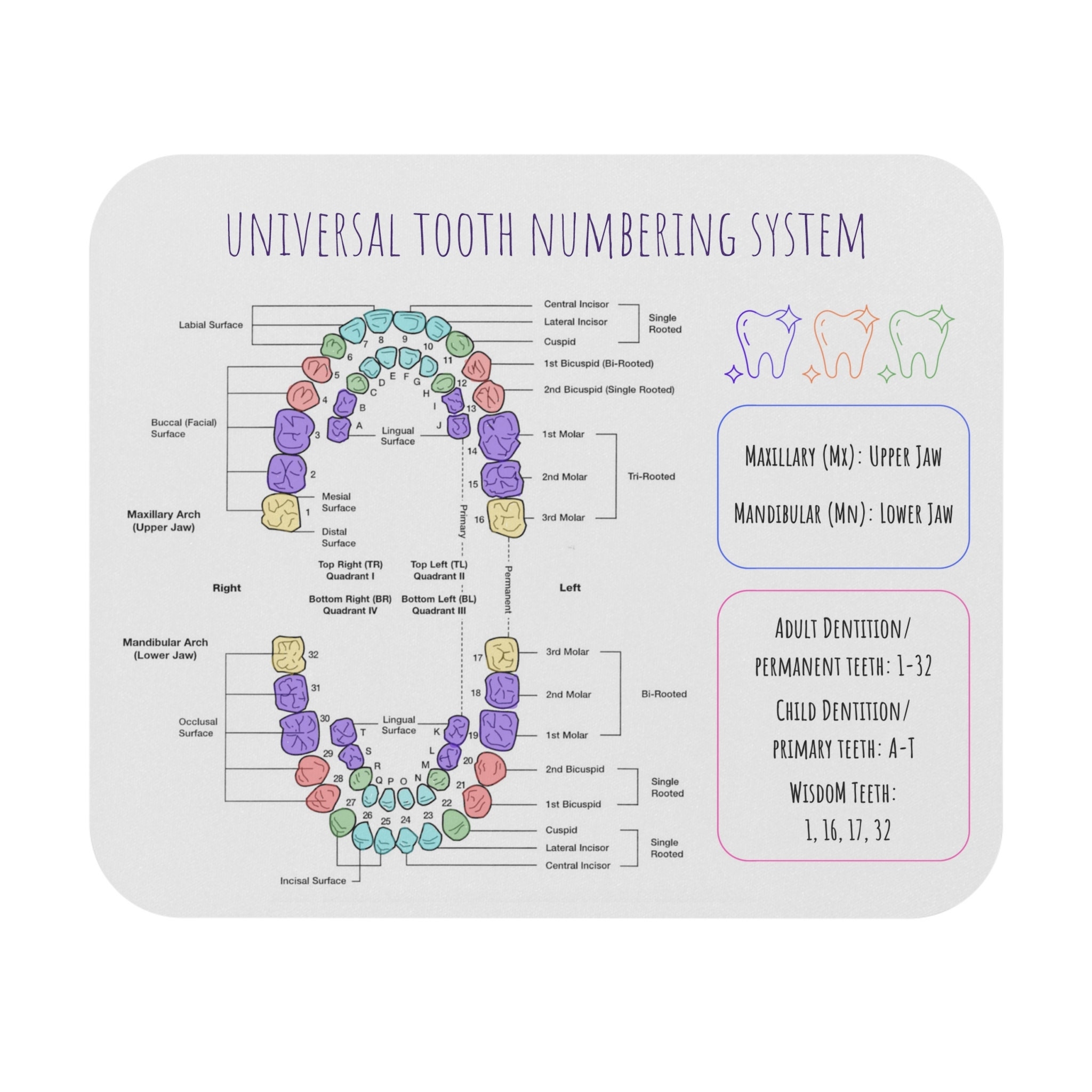 Universal And Palmer Tooth Number System Cheat Sheet Mouse Pad rectangle Dental Students Dental Hygienist Dental Assistant Dentist Etsy