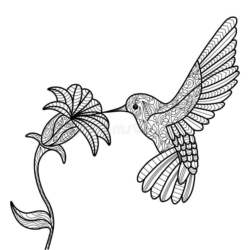 Free Printable Hummingbird Coloring Pages