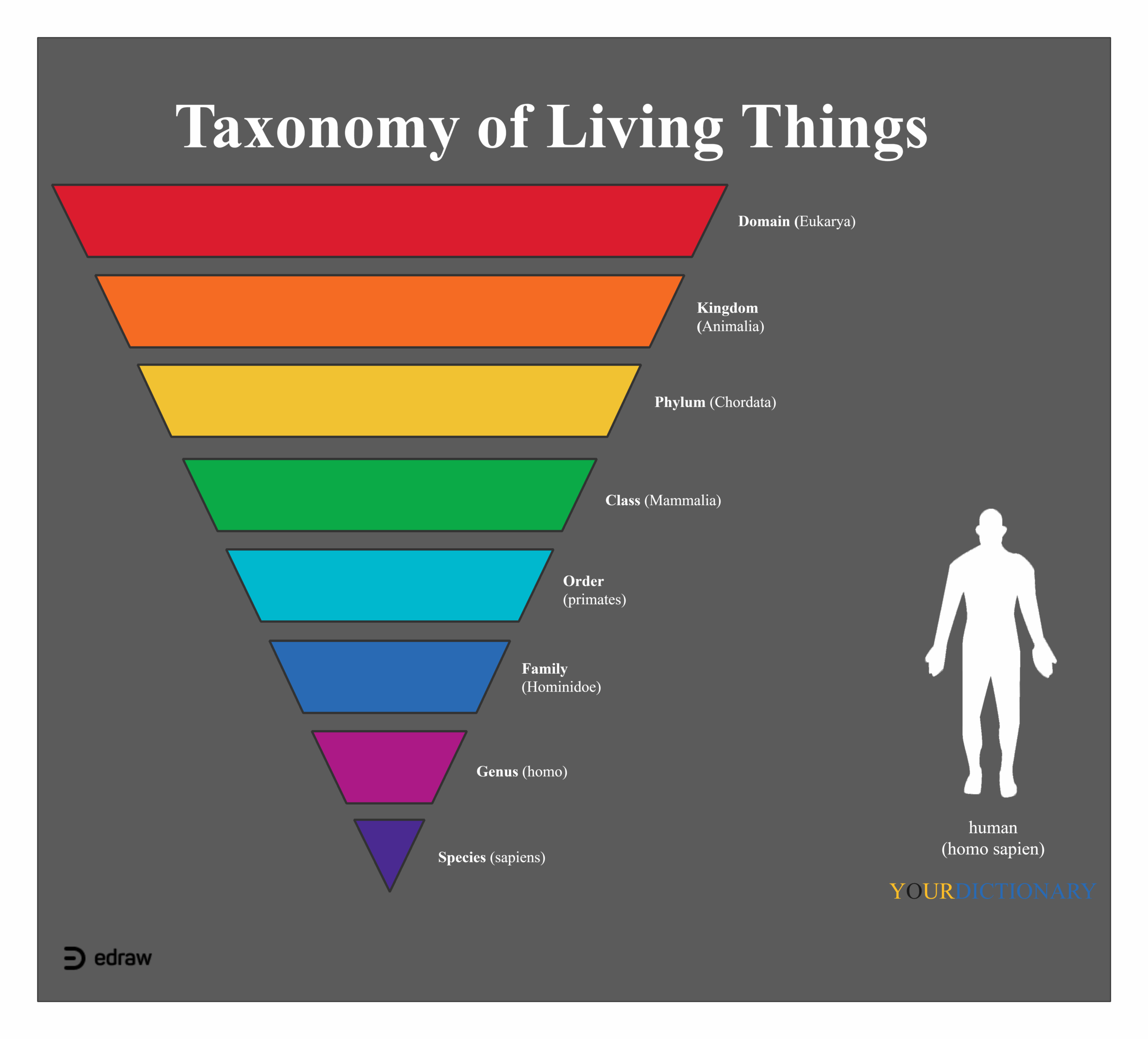 31 Taxonomy Chart U0026 Templates EdrawMax Editable 31 Taxonomy Chart U0026 Templates EdrawMax Editable