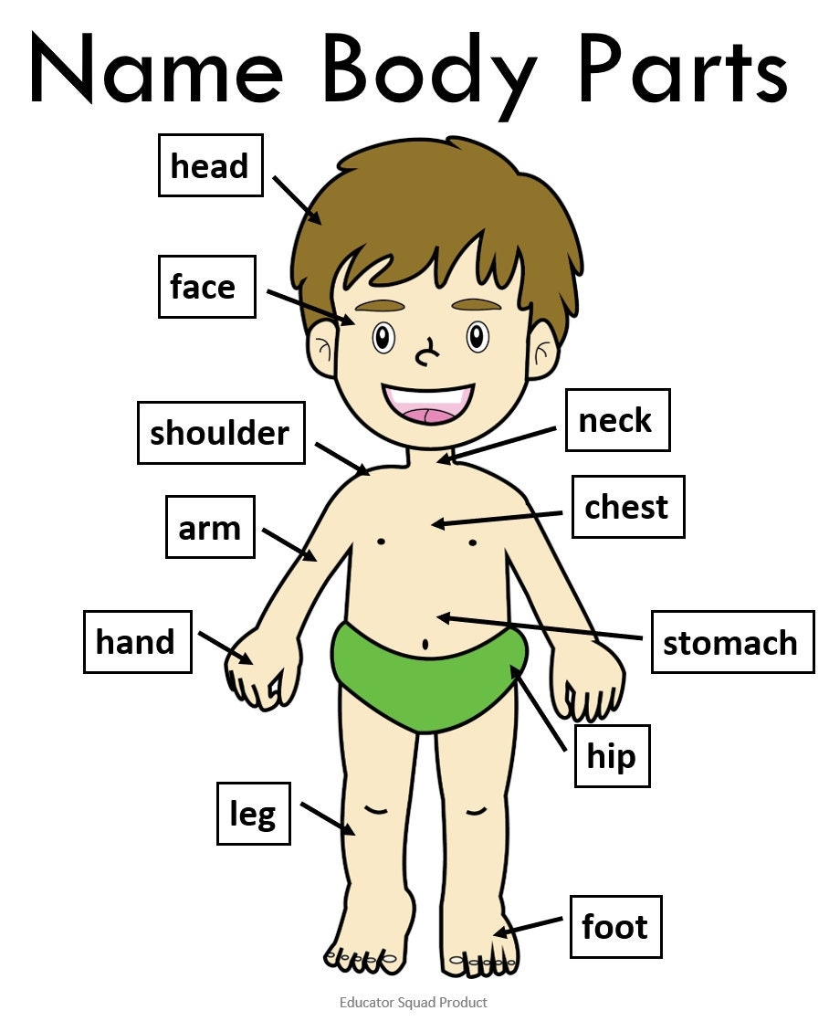50 Human Body Anatomy Worksheets Flashcards Charts Preschool To 3rd Grade Learn Body Parts Homeschool Science PDF 50 Human Body Anatomy Worksheets Flashcards Charts Preschool To 3rd Grade Learn Body Parts Homeschool Science PDF