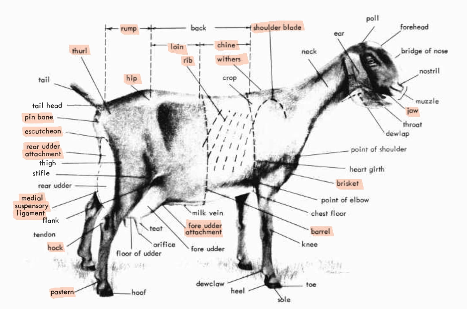 Printable Goat Anatomy Chart