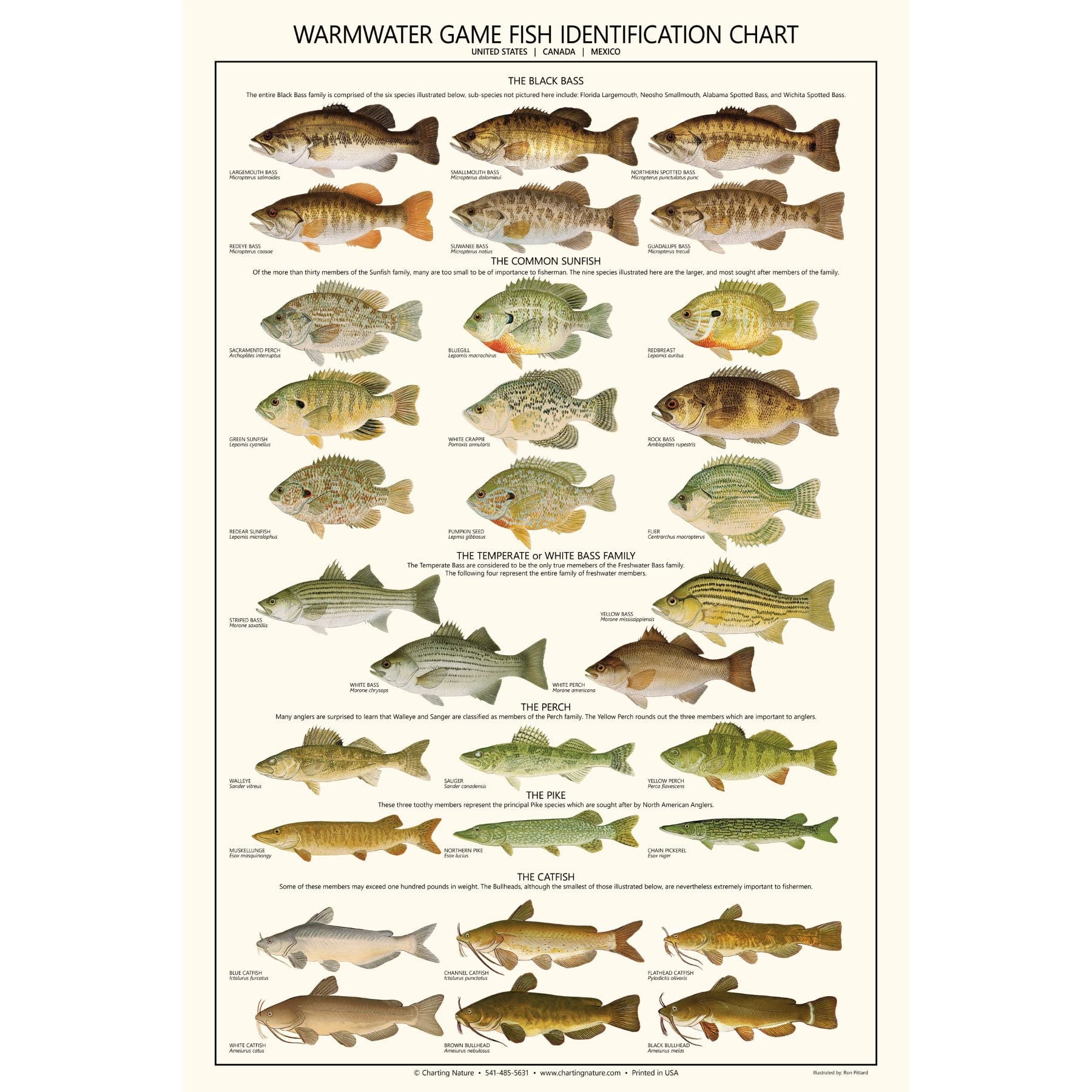 Amazon Warmwater Game Fish Identification Chart And Poster Posters Prints Amazon Warmwater Game Fish Identification Chart And Poster Posters Prints