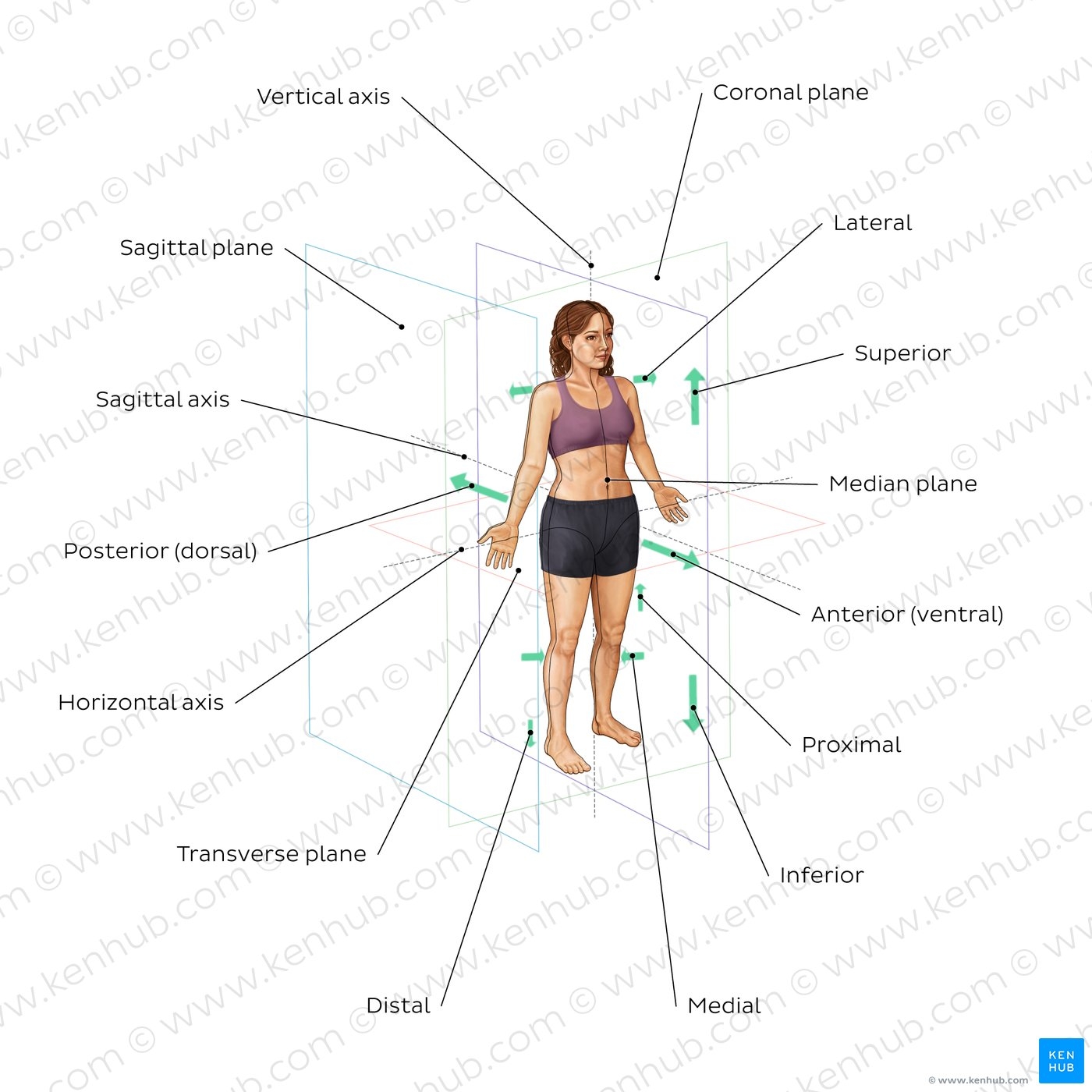 Anatomical Terminology Planes Directions Regions Kenhub