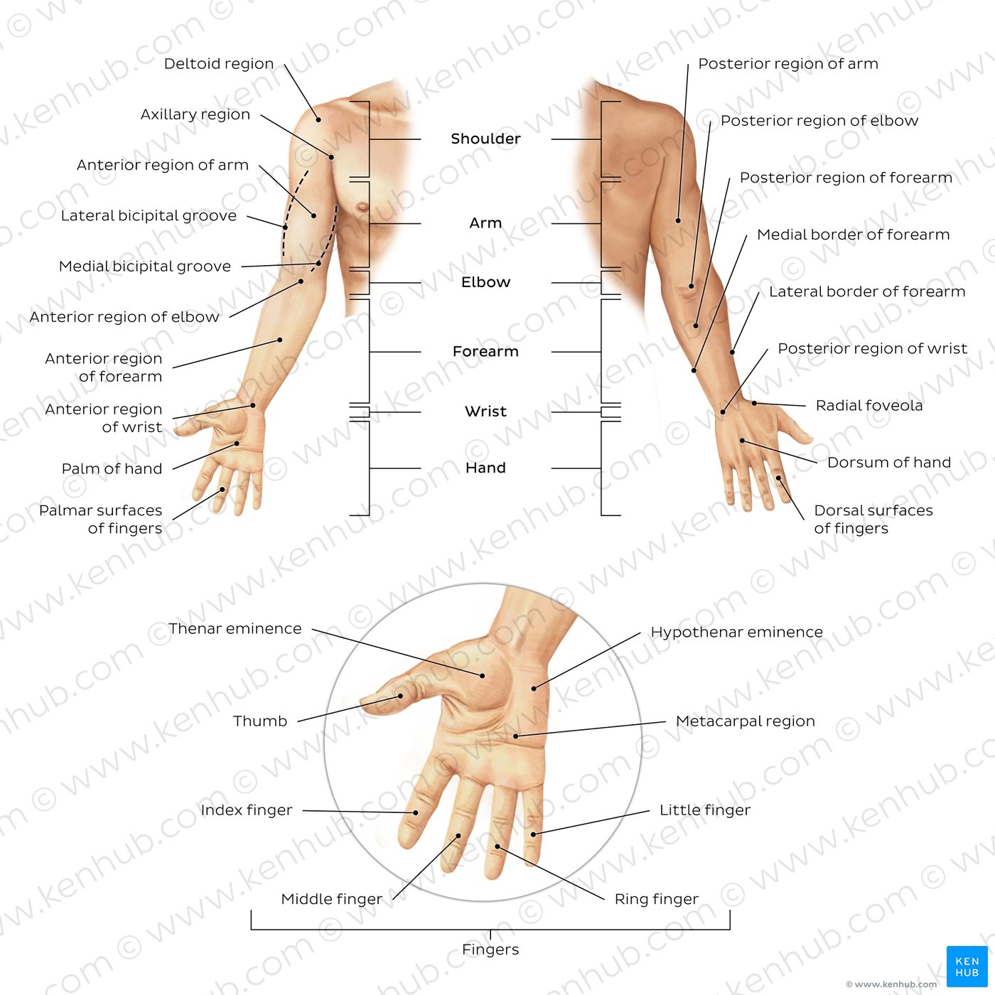 Anatomical Terminology Planes Directions Regions Kenhub